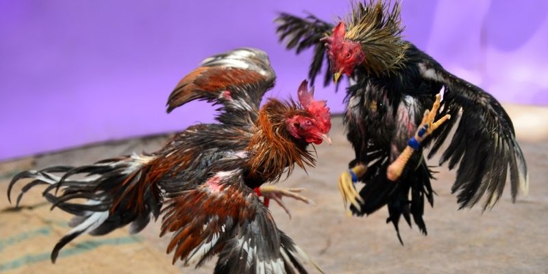 98win5 KM Game Bài 3d