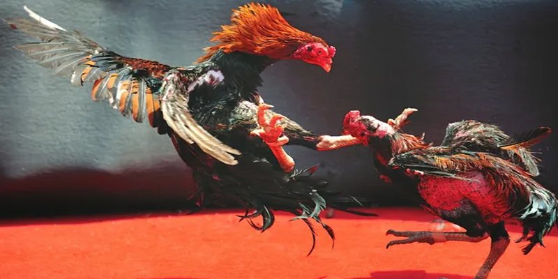 98win5 bắn cá h5 chơi ngay