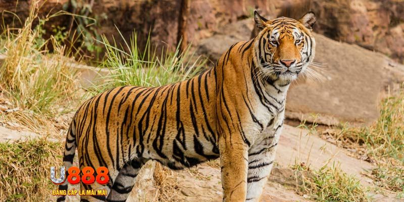 98win5 xổ số bình thuận