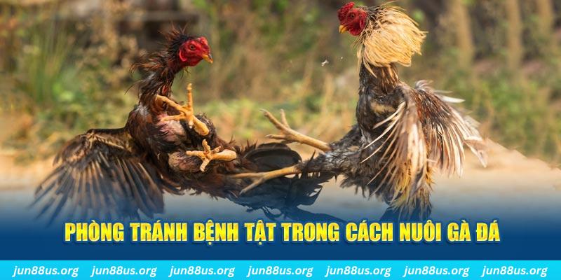 98win5 đăng nhập phỏm online
