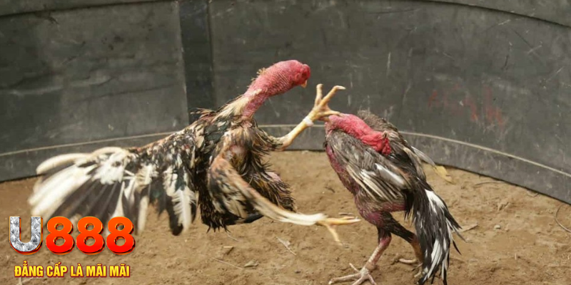 98win5 đăng nhập tiến lên miền nam số 1